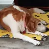 Wanda Cockriel Gigger Bug - @wanda.cockriel.gi - TikTok