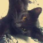 Wanda Elizabeth Coker - @wanda_coker_cat - Instagram