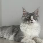 Maine coon 🐱 - @_wanda_coon - Instagram