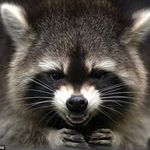 Wanda - @wanda_the_coon - Instagram