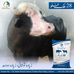 Super Fauji Wanda and KS corn silage - Facebook