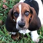 Wanda Corn - @perchancetuffy - Instagram