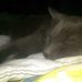 Wanda Cane Corso - Facebook