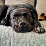 👑Wanda👑 - @wandathecanecorso - Instagram