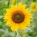 Wanda Dill - Facebook