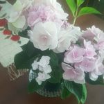 Wanda Elliott - @wickedwanda46 - Instagram