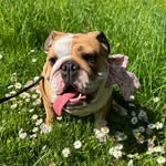 Wanda - @wanda_englishbulldog - Instagram