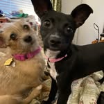 Wanda English Williams - @cowabash - Instagram