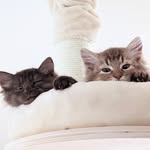 Falco_and_Wanda - @falcoandwanda - Instagram