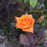 Wanda - @wandafarrell - Instagram