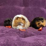 Pepa & Wanda - @paw_fellowship - Instagram
