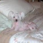 Wanda Ferguson - @rockyroadkennels - Instagram