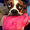 Boxer Mom - @wandafields7 - TikTok