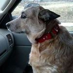 Wanda Floyd - @wlfpaintedhorses - Instagram