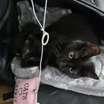 Freya & Wanda - @freya_wanda_thecrazycats - Instagram