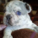 Wanda Gillespie - @southernstarfrenchbulldogs - Instagram