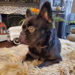 Wanda Russell Gillespie - @southernstarfrenchie - Instagram