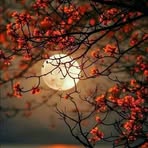 Wanda Gomes - Facebook