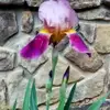 wandagoodson - @wandagoodson - TikTok