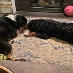 Wanda Gould - @hummingbird_yyc - Instagram