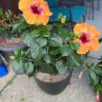 Wanda Guidry - @guidry6279 - Instagram