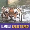 Wanda Wildey Guidry - @wandawildeyguidry - TikTok