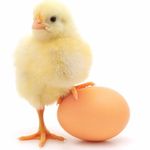 Wanda Guthrie - @1chickenfarm - Instagram