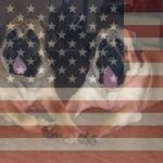 Wanda Hardin - @southwest_dreams_mastiffs - Instagram
