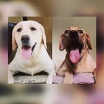 Harley_Sis_Wanda - @harley_sis_wanda - Instagram