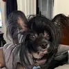 WandaHarley - @chillismom02 - TikTok