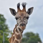 Wanda Hogan - @wandering.star8 - Instagram