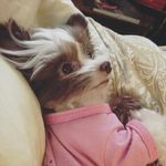 Wanda Hurley - @mya_the_toy_shorkie - Instagram