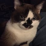 Wanda Irwin Harris - @gottacat - Instagram
