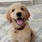 Wanda Jolly - @the_goldenwanda - Instagram
