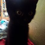 wanda die katze - @wandadiekatze - Instagram