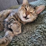 Wanda the cat - @wanda_katzimoff - Instagram