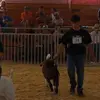 goat - @wandakessler1 - TikTok