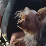@wandalayorkshire - Instagram