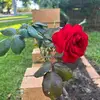 Wanda Light - @wanda.light4 - TikTok