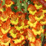 Wanda Lusk - @curlyfry58 - Instagram