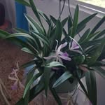 Wanda Marin - @wanda.marin.526 - Instagram