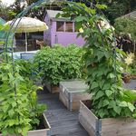 Wanda Mayer - @wandas_allotment_haven - Instagram