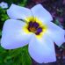 Wanda Mccomas - Facebook