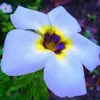 Wanda Mccomas - @wanda.mccomas - TikTok