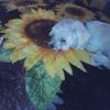 wandamccurdy832 - @wandamccurdy832 - TikTok