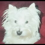 Wanda McHenry - @myfolly - Instagram