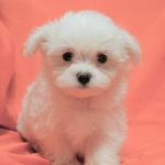 Wanda McWhorter - @wandayorkies_maltese - Instagram