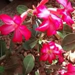 Wanda Milani - @wandanerdido - Instagram