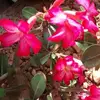 wandamilani - @wandamilani - TikTok