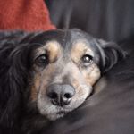 Wanda🐾 - @mixedwanda - Instagram